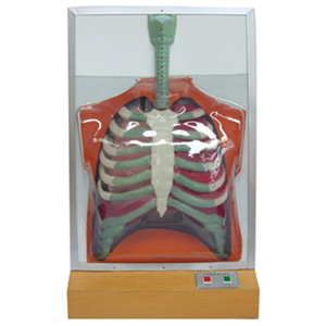 Human respiratory movement electric model